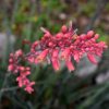 Red Yucca #5 - Image 2